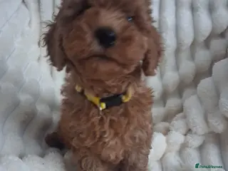 Miniature Poodle dogs Gorgeous red miniature poodle puppies ready now - Advert 14