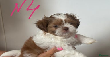 Shih Tzu dogs - Advert 16