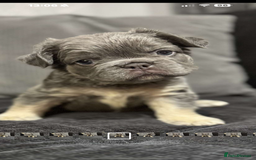 French Bulldog dogs for sale: High Quality French Bulldog Puppies  - Image 19
