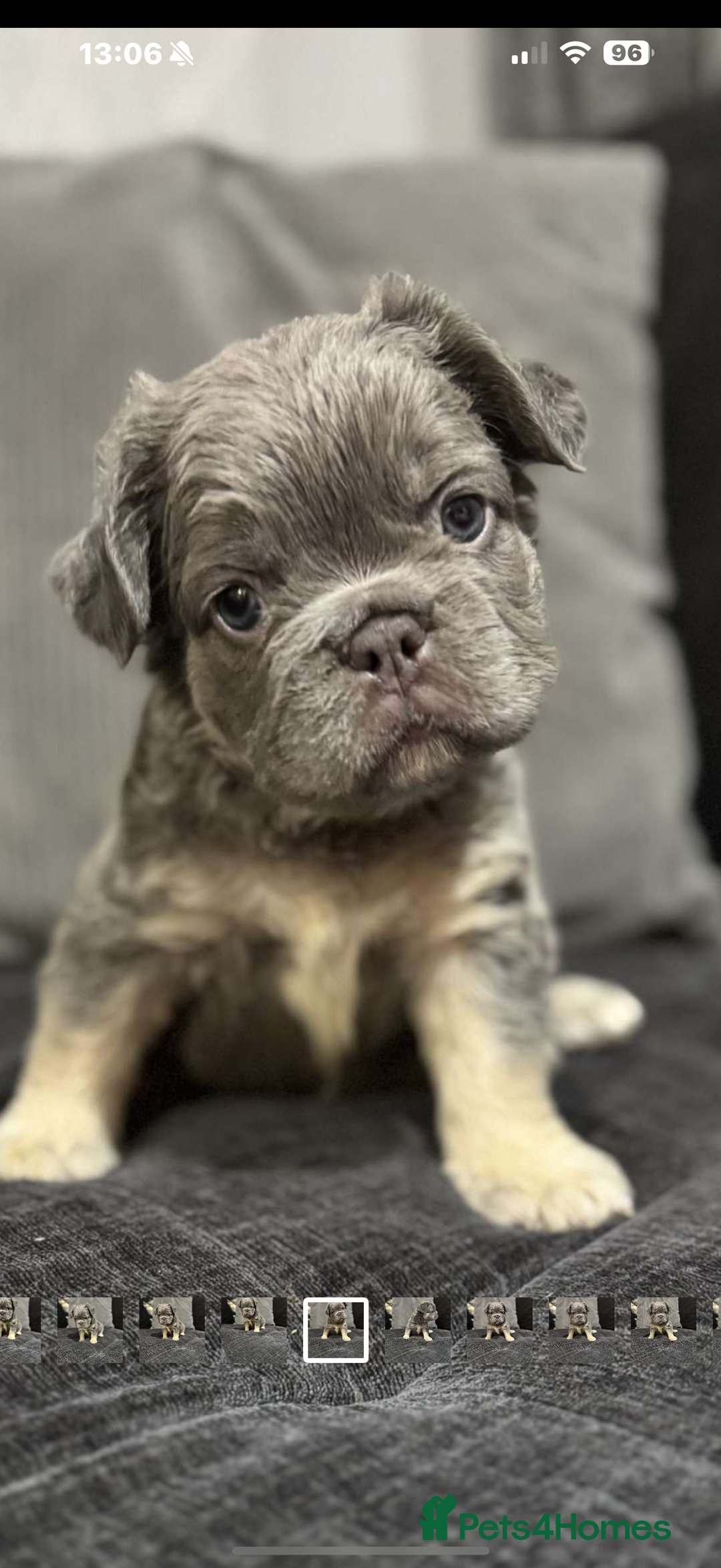 French Bulldog dogs for sale: High Quality French Bulldog Puppies  - Image 19