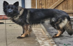 German Shepherd dogs for sale: German Shepherd Puppies – Working Line - Image 16