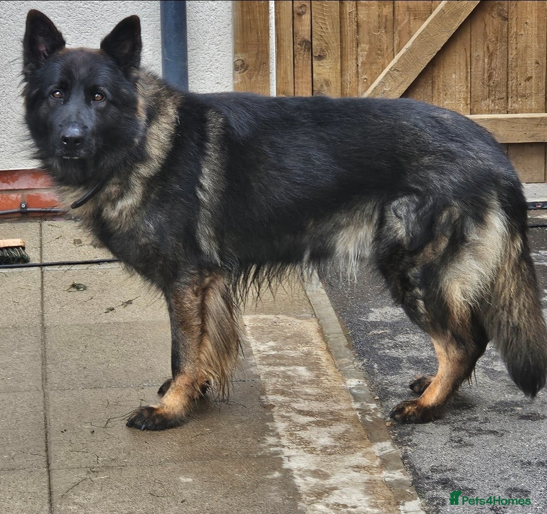 German Shepherd dogs for sale: German Shepherd Puppies – Working Line - Image 16