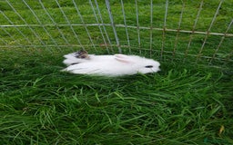 Lionhead rabbits for sale: Lionhead fluffy bunnies  - Image 4