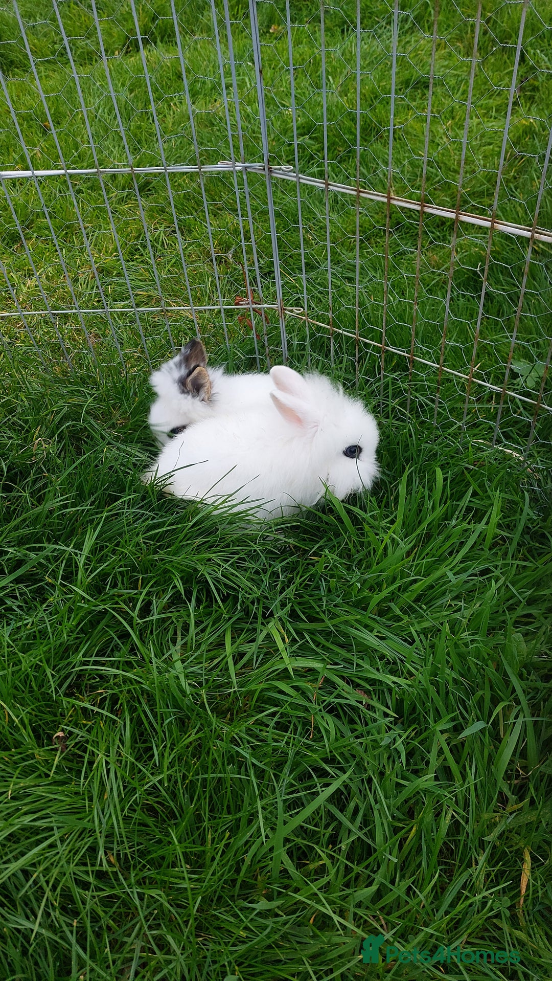 Lionhead rabbits for sale: Lionhead fluffy bunnies  - Image 4