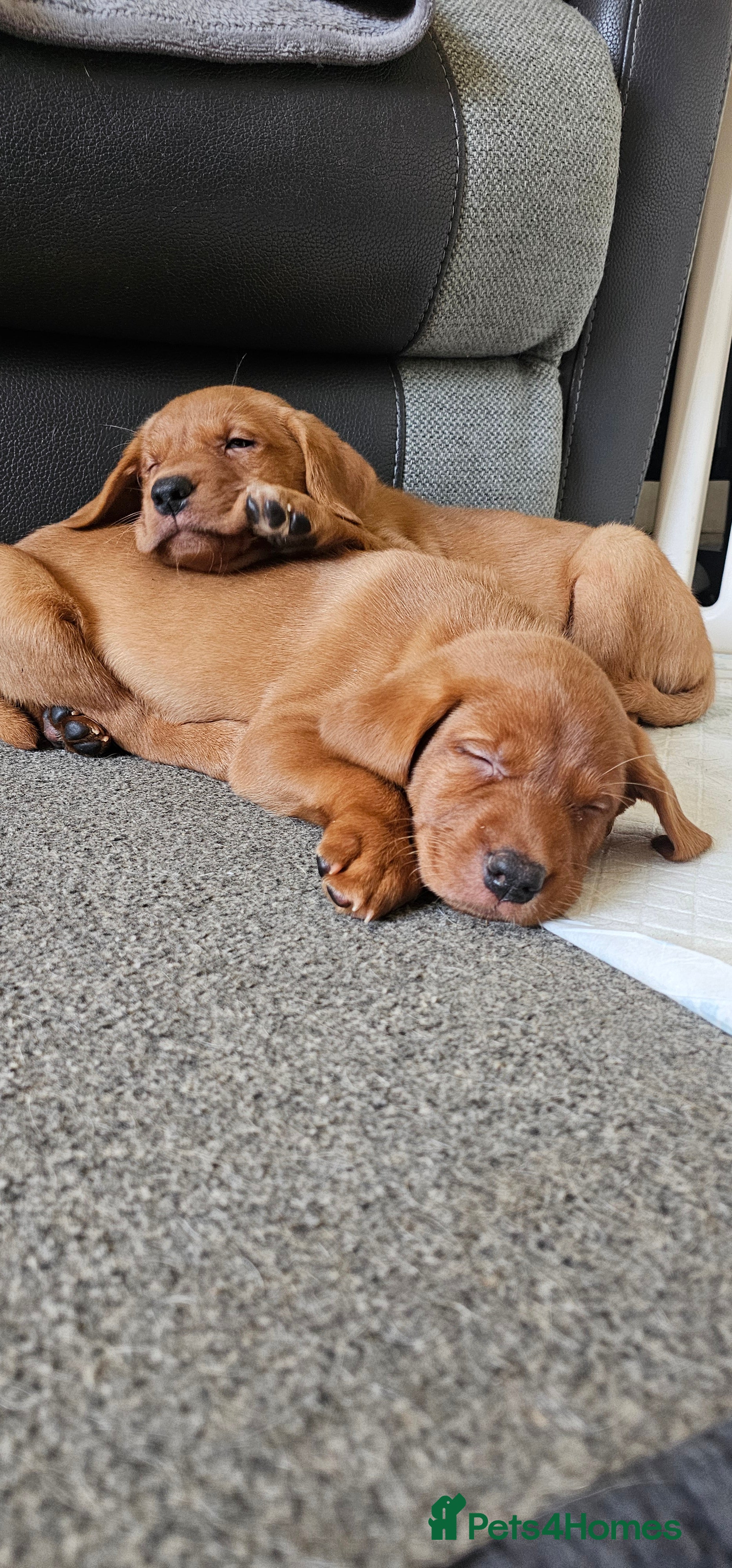 Labrador Retriever dogs KC Chunky Fox Red Labrador Puppys - Advert 17