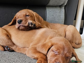 Labrador Retriever dogs KC Chunky Fox Red Labrador Puppys - Advert 17