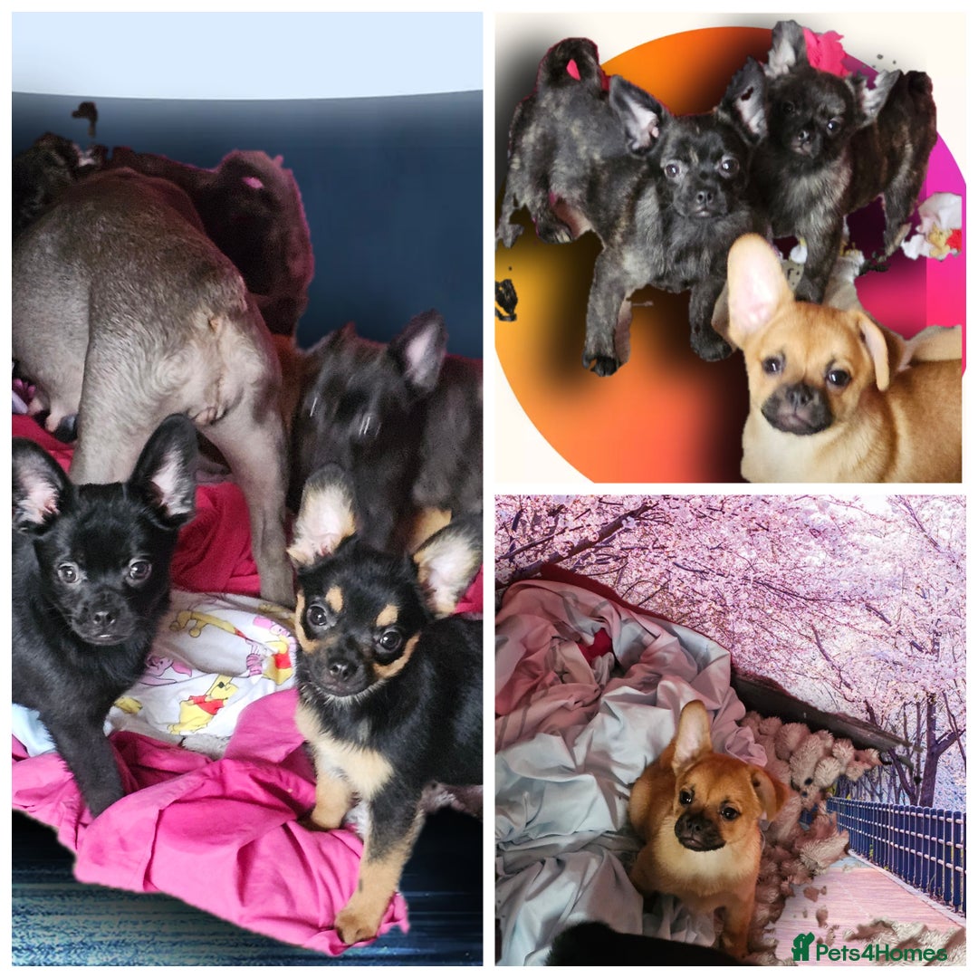 French Bulldog dogs for sale: ❤️⭐️  Adorable Frenchie poms ❤️⭐️ ONLY 3 LEFT ⭐️ - Advert 21