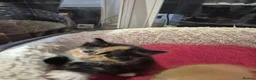 Norwegian Forest Cat cats for sale: Gorgeous norwegian forest kittens - Advert 6