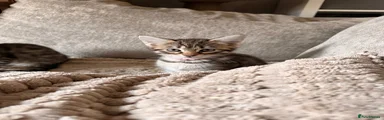  Kitten 2