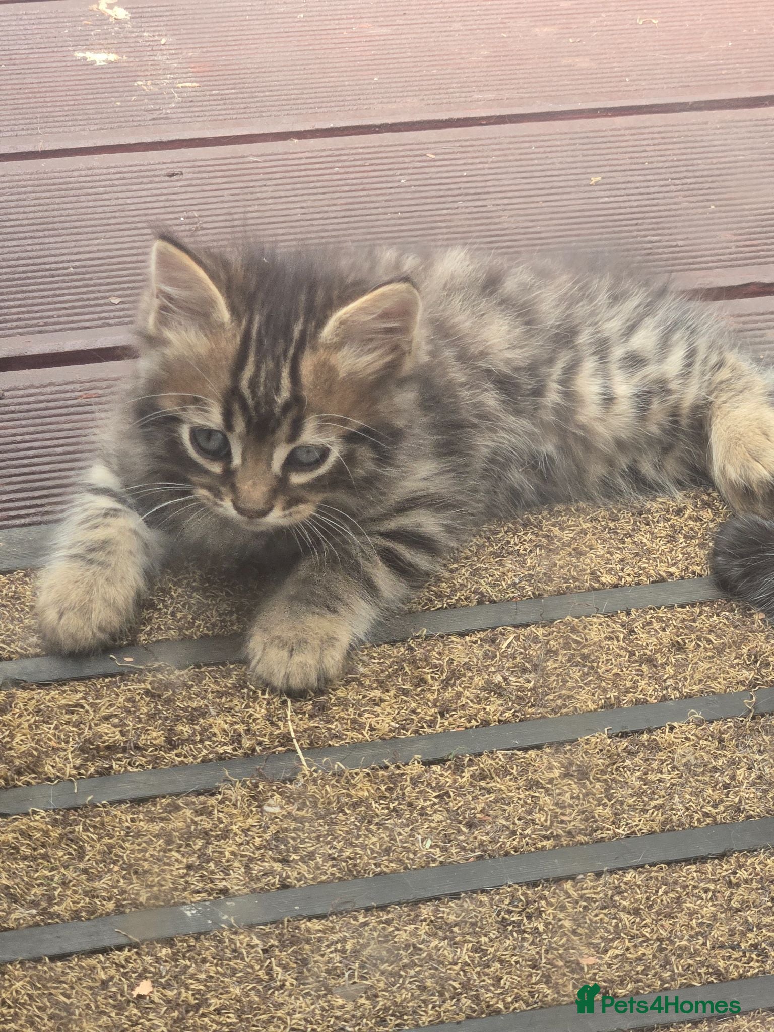Bengal cats Half Bengal kitten 8 weeks  - Advert 1