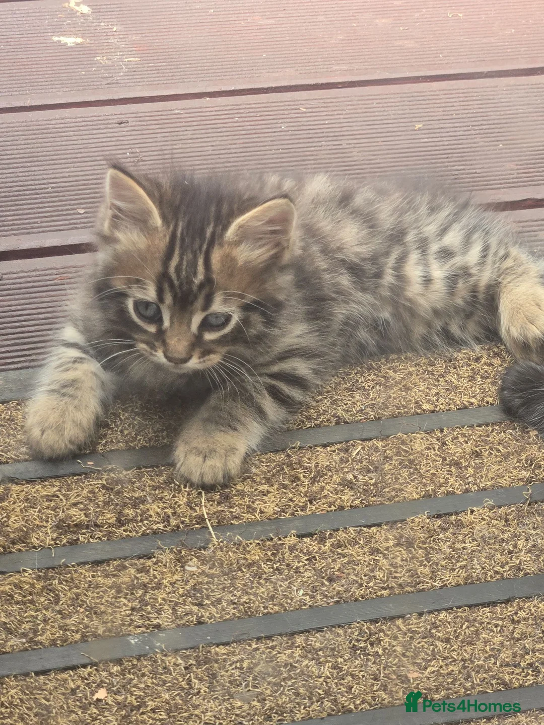 Bengal cats for sale: Half Bengal kitten 8 weeks  in Greenford - Advert 1