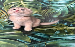 Scottish Fold cats for sale: Pedigree Scottish Fold kittens - Image 7