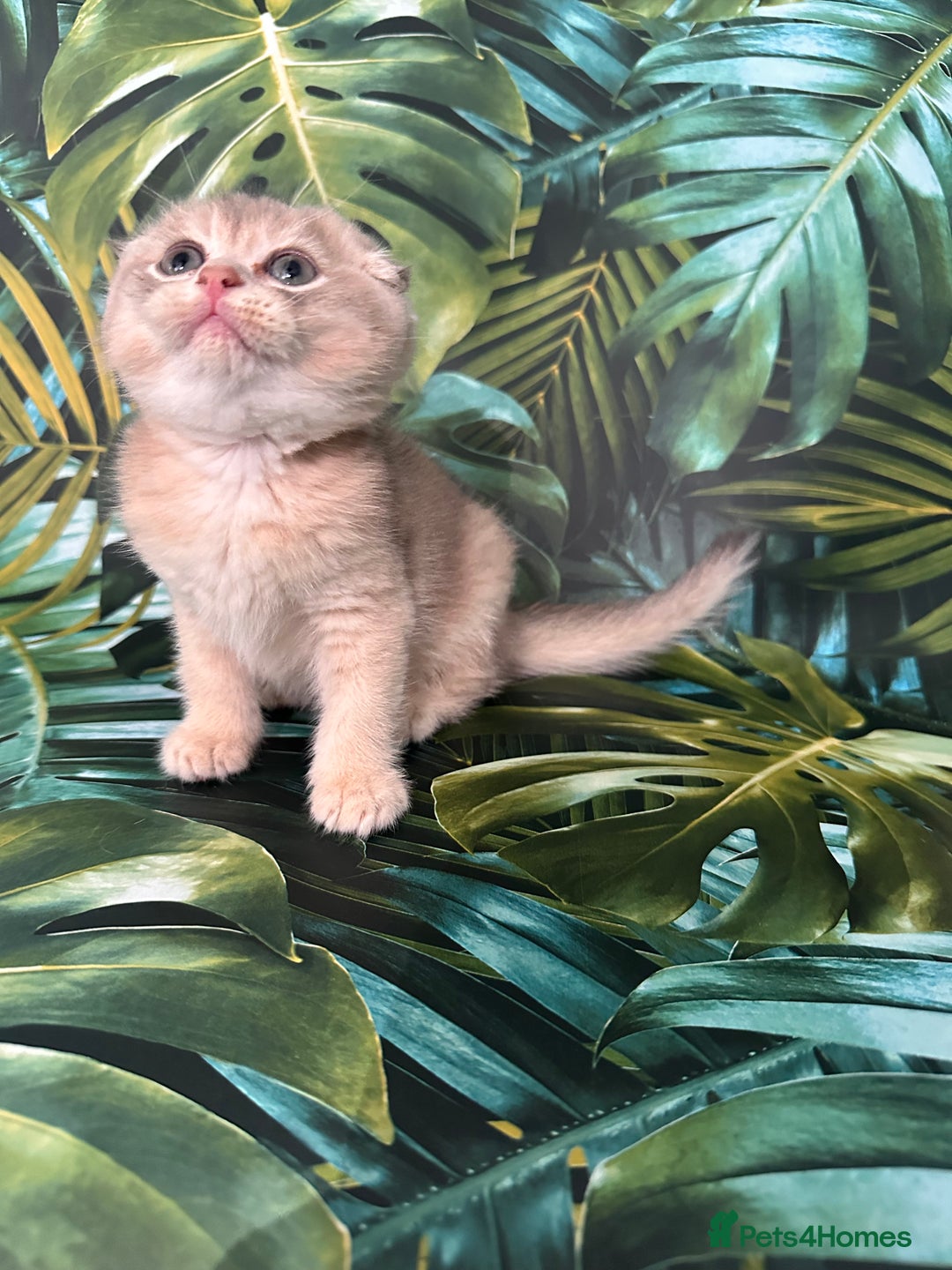 Scottish Fold cats for sale: Pedigree Scottish Fold kittens - Image 7