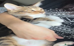 Bengal cats for sale: Half bengal half tabby kitten 17 weeks  - Image 7