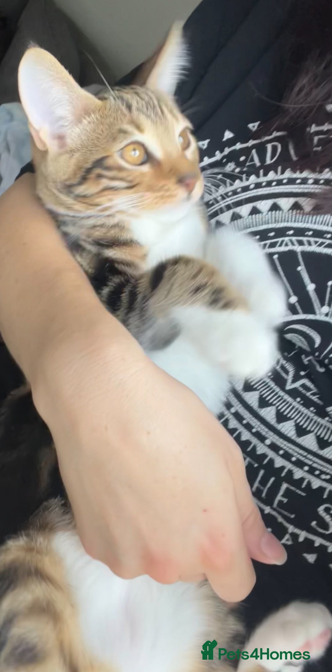 Bengal cats for sale: Half bengal half tabby kitten 17 weeks  - Image 7