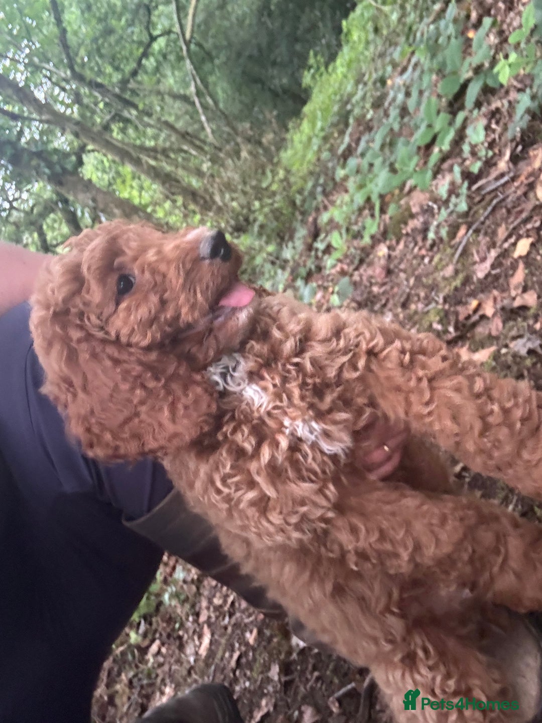 Cockapoo dogs for sale: Cockapoo pups ready now - Image 8