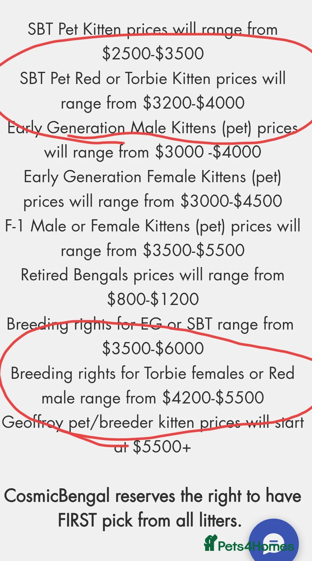 Mixed Breed cats for sale: Rare Torbie @75% Bengal Variants Kittens  - Advert 13