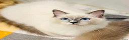 Ragdoll cats for sale: 🩵✨ STUNNING GCCF REGISTERED RAGDOLL GIRLS - Advert 18