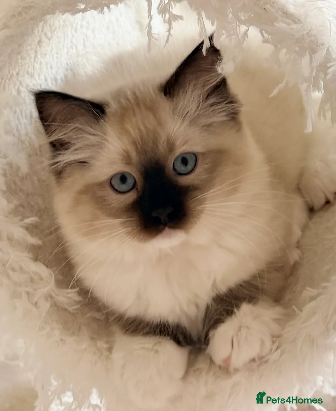 Ragdoll cats for sale: Beautiful fluffy TICA Ragdoll babies from champion - Advert 14
