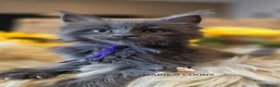 Maine Coon cats for sale: Maine coon kittens - Advert 23