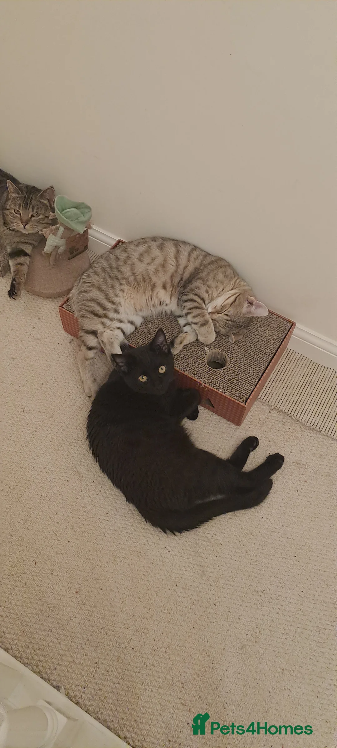 Mixed Breed cats for sale: Quarter Bengal kittens, looking for forever homes  - Advert 8