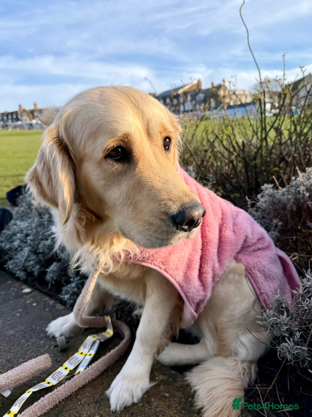 Golden Retriever dogs for sale: Clemmie Dog 🩷 - Advert 1