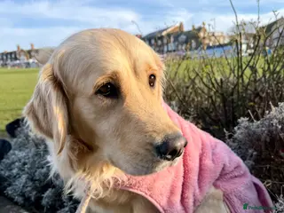 Golden Retriever dogs Clemmie Dog 🩷 - Advert 1