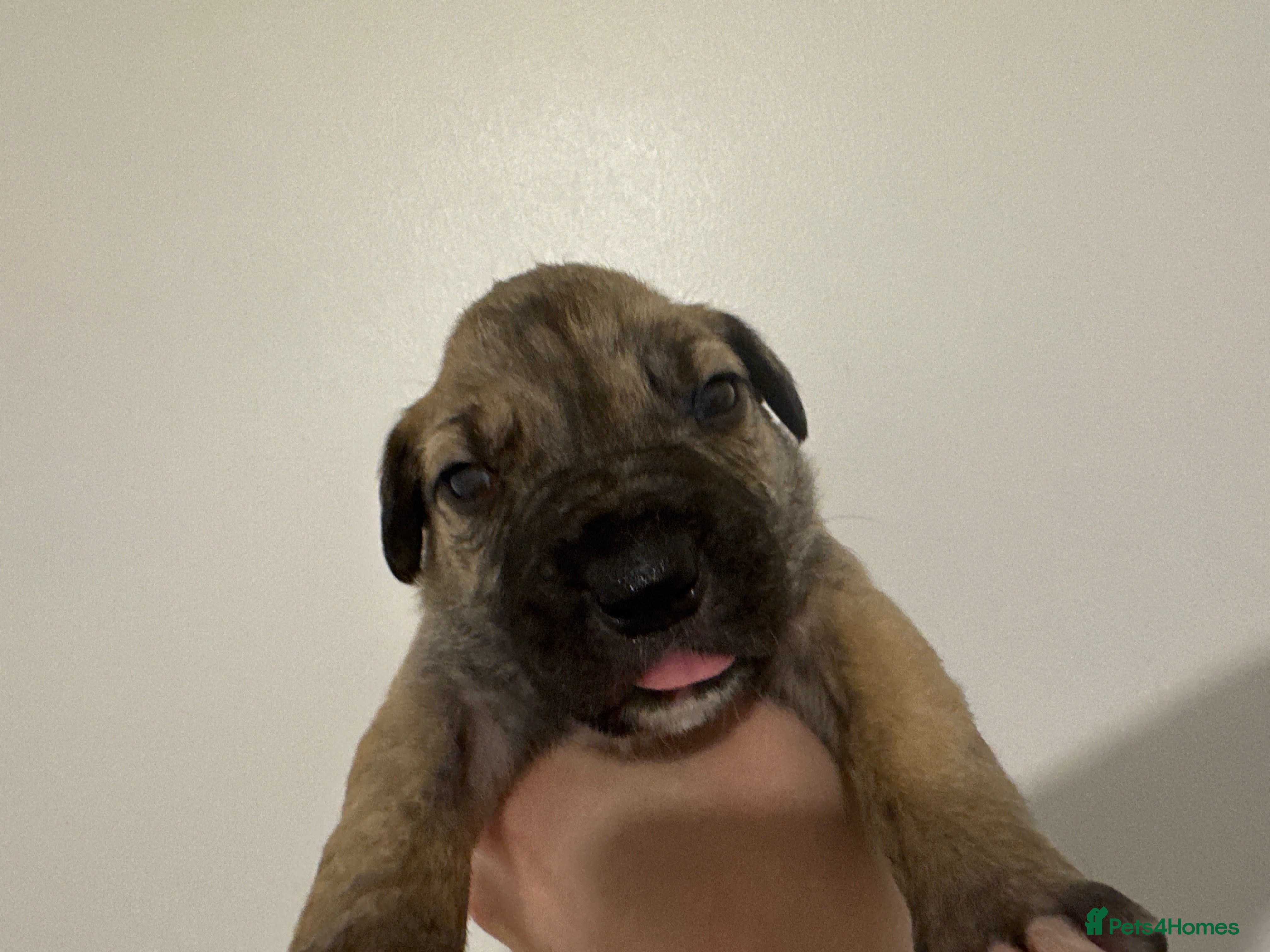 Mixed Breed dogs 4 mixed breed puppies for sale  - Advert 10