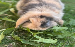 Mini Lion Lop rabbits for sale: Buck needs a new home  - Image 3