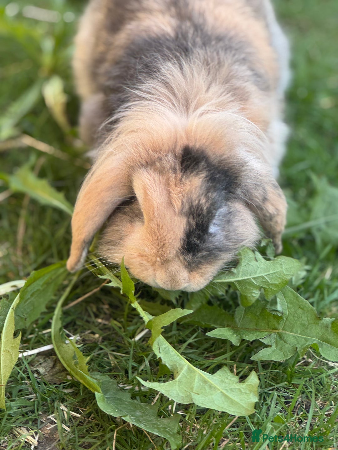 Mini Lion Lop rabbits for sale: Buck needs a new home  - Image 3