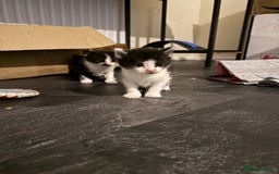 British Shorthair cats for sale: 4 adorable kittens ready for their new home!! - Image 15