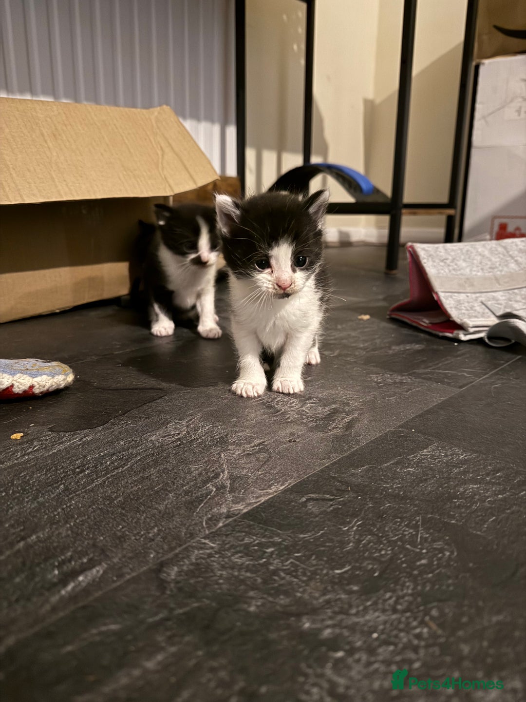 British Shorthair cats for sale: 4 adorable kittens ready for their new home!! - Image 15