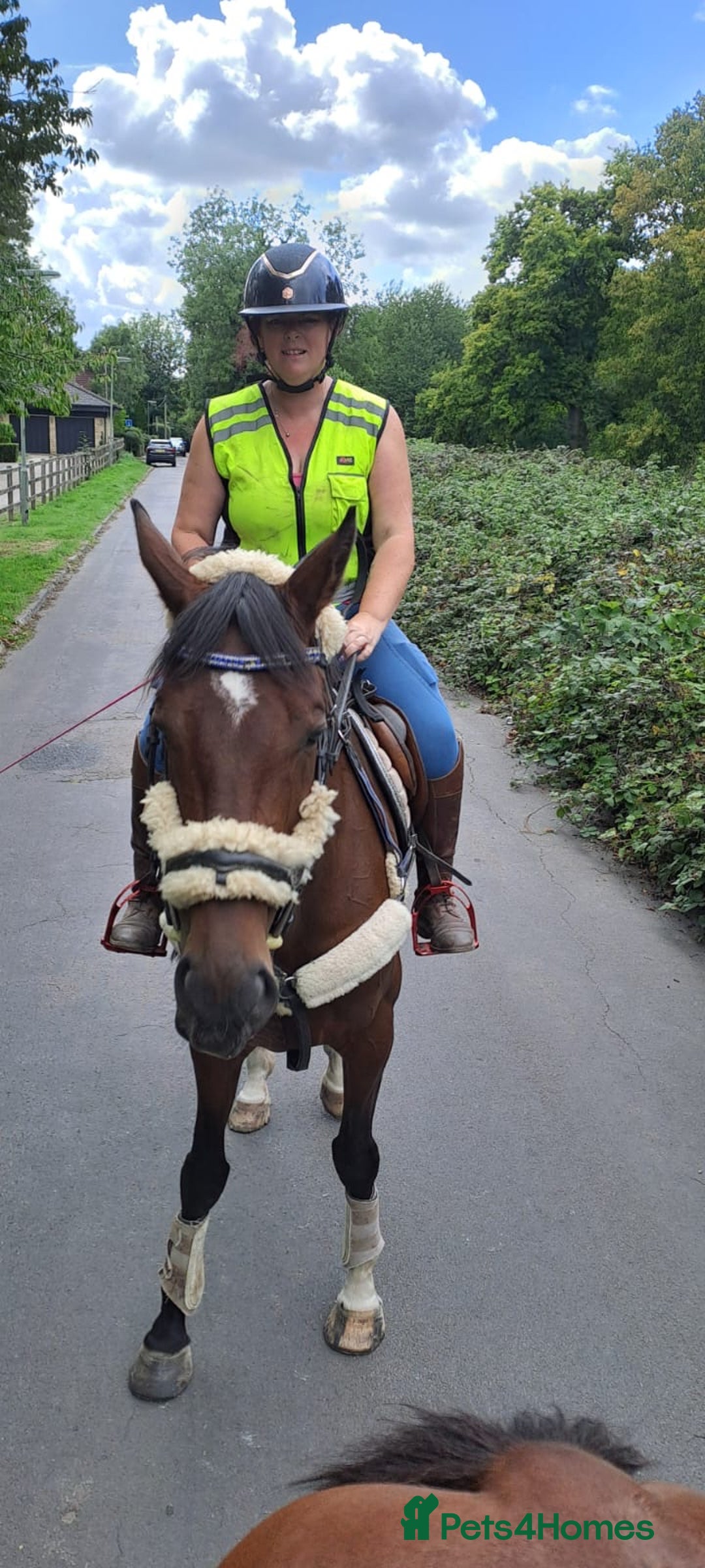 Irish Sports horses for sale: Teens horse / mother / daughter share - Image 9