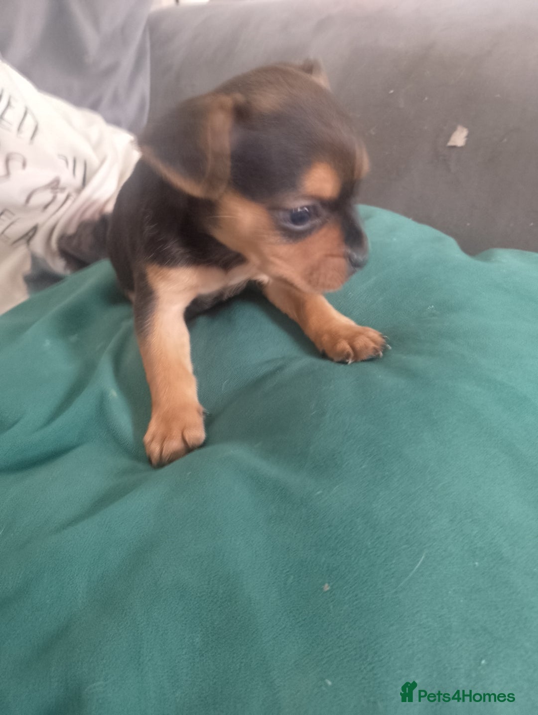 Mixed Breed dogs for sale: Pups for sale  - Image 1