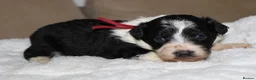 Australian Shepherd dogs for sale: Aussiedoodle puppies F1 health tested parents  - Advert 25