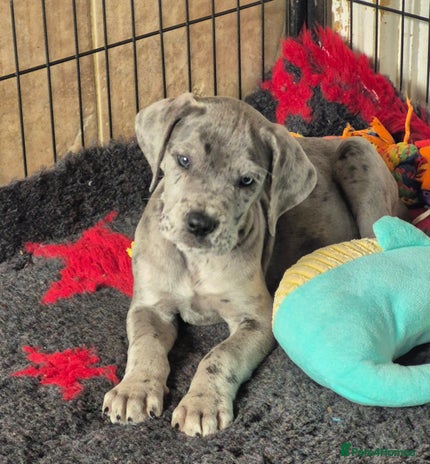 Great Dane dogs - Advert 1