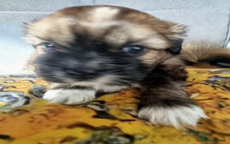 Shih Tzu dogs for sale: Shihtzu pupies. - Image 11