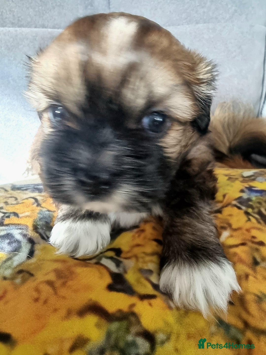 Shih Tzu dogs for sale: Shihtzu pupies. - Image 11