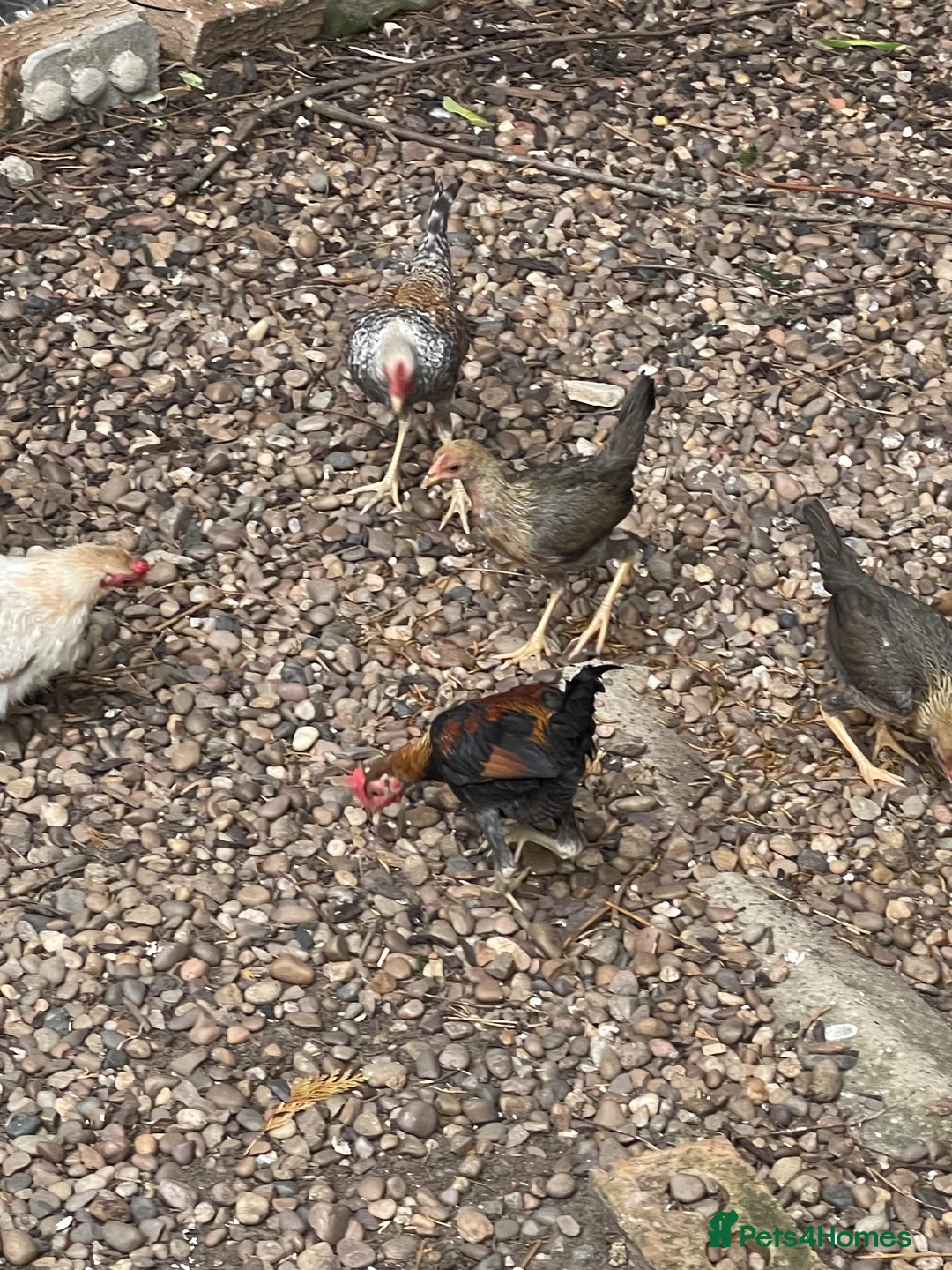 Chickens poultry for sale: 5 bantam hens & 1 cockerel bantam - Advert 2