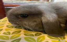 Mini Lop rabbits for sale: Two Mini Lop with Plush Baby Boys - Image 12