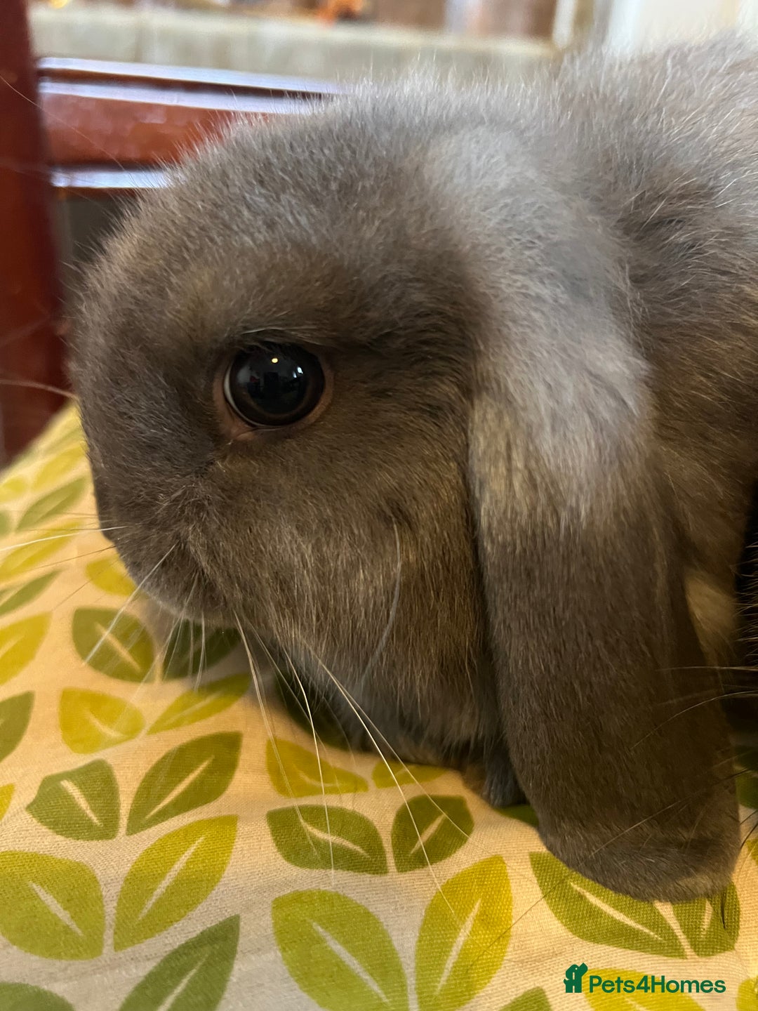 Mini Lop rabbits for sale: Two Mini Lop with Plush Baby Boys - Image 12