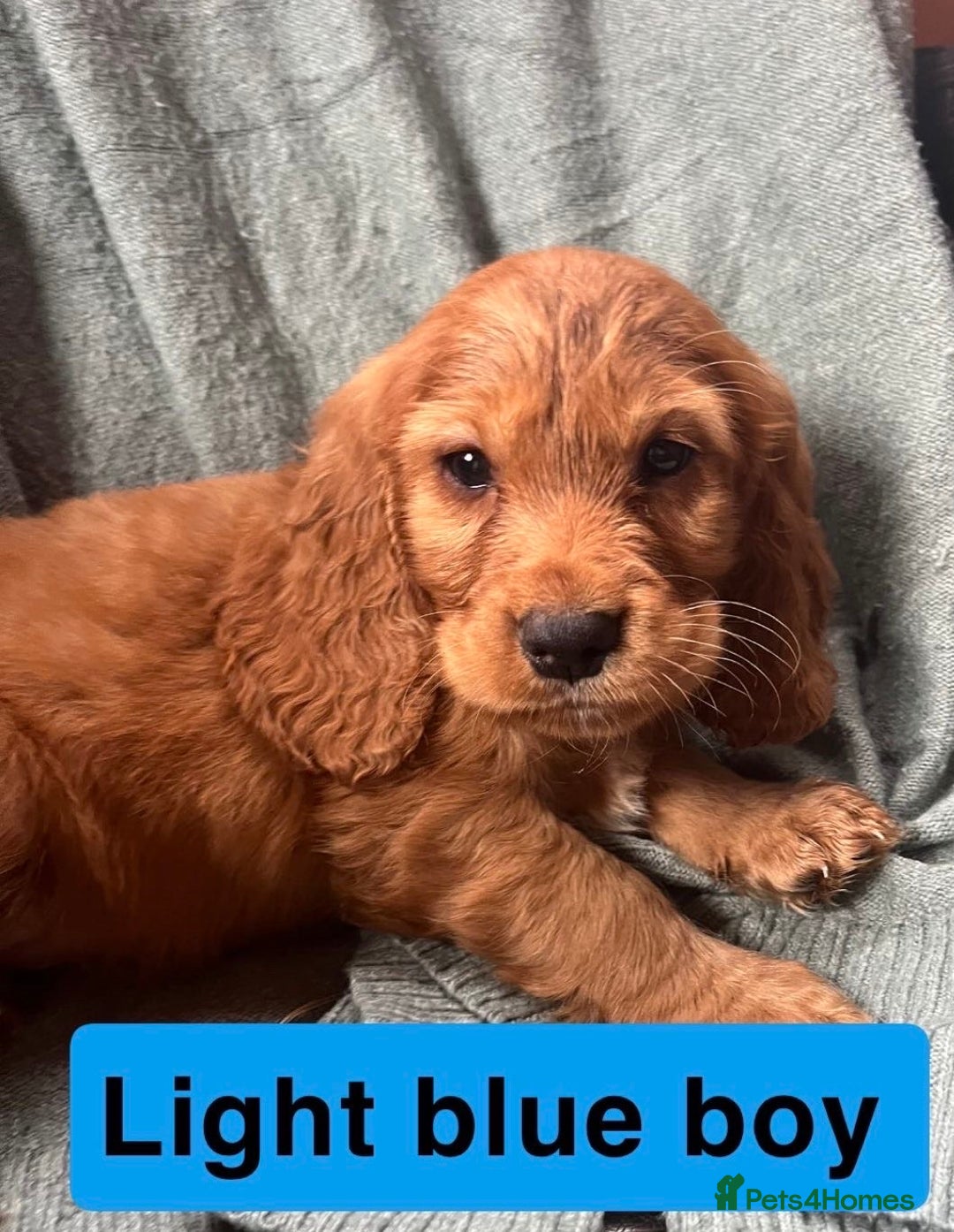 Cocker Spaniel dogs for sale: Cocker spaniel - Image 8