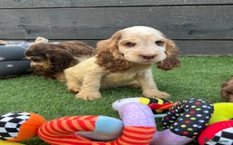Cocker Spaniel dogs for sale: ❤️Gorgeous, Happy, Healthy, Spaniel babies 💙 - Image 13