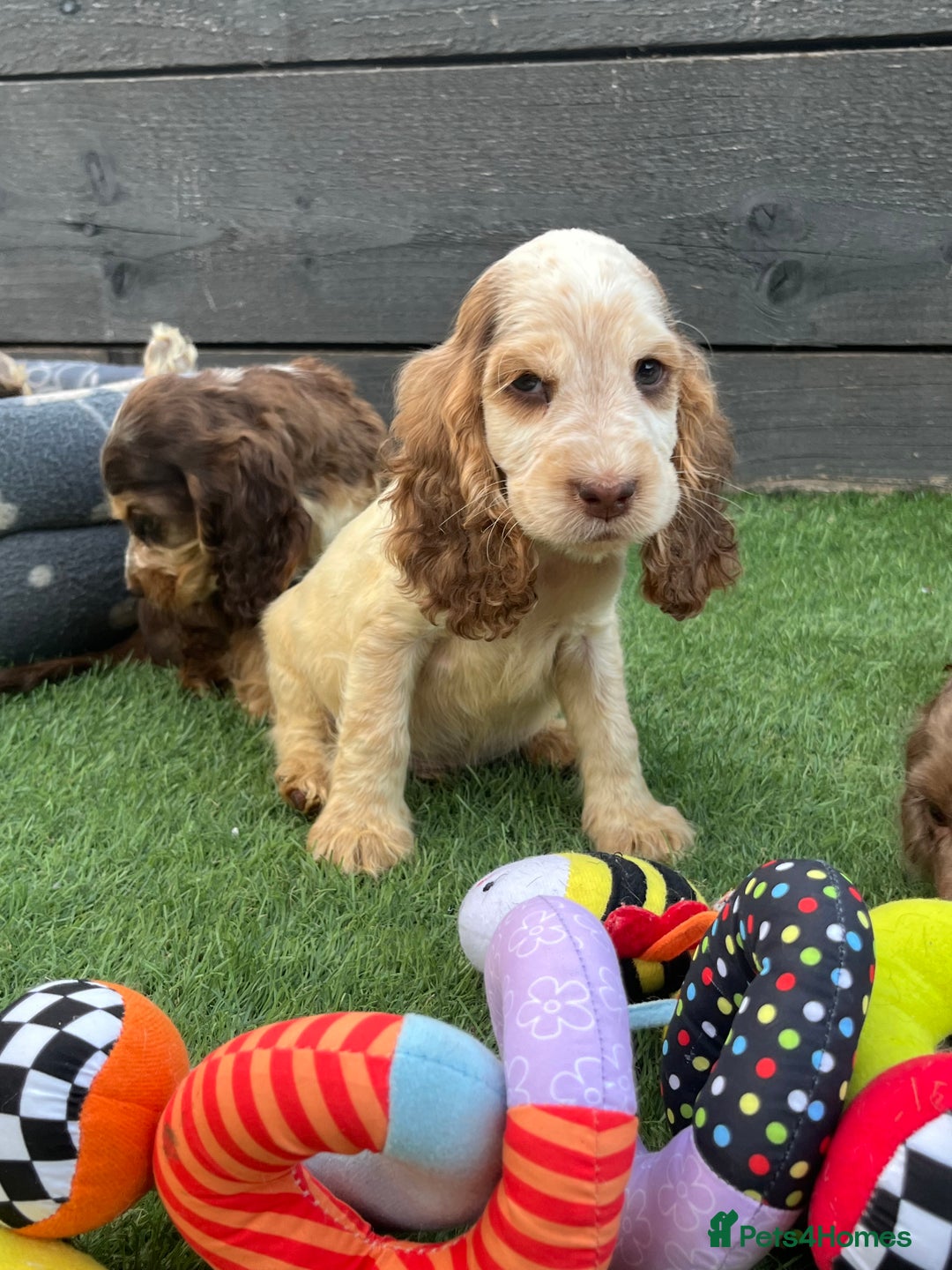 Cocker Spaniel dogs for sale: ❤️Gorgeous, Happy, Healthy, Spaniel babies 💙 - Image 13