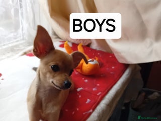 Miniature Pinscher dogs - Advert 5