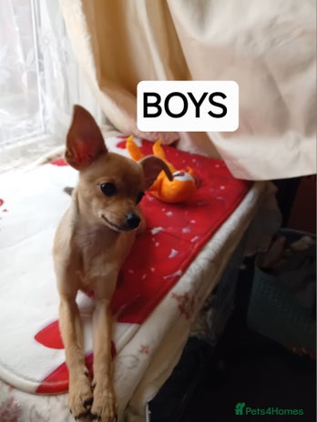 Miniature Pinscher dogs - Advert 3