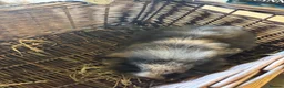 Mixed Breed rabbits for sale: Beautiful lion lops  for sale  - Advert 7