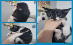 Mixed Breed cats for sale: Mixed breed kittens  - Image 5