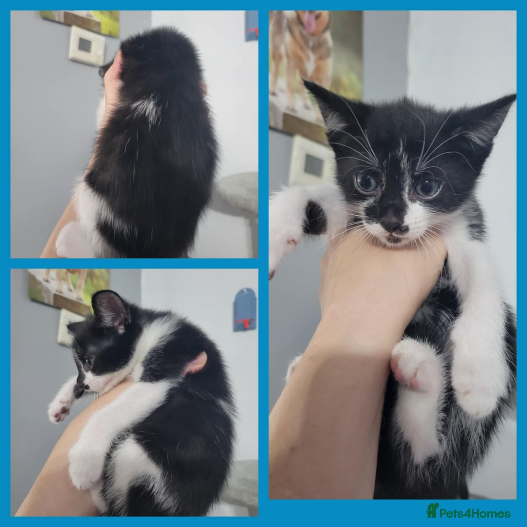 Mixed Breed cats for sale: Mixed breed kittens  - Image 5