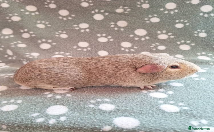 Guinea Pig rodents - Advert 1
